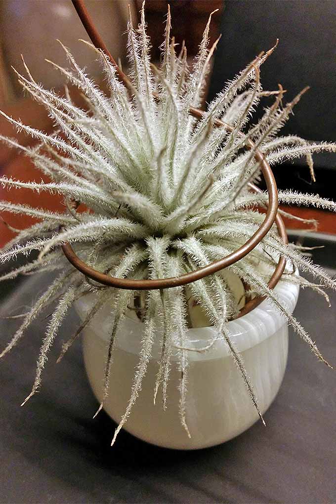 Do you know one type of air plant from another? Learn all about tillandsia and how to care for them in our handy guide: https://gardenerspath.com/how-to/indoor-gardening/tillandsia-air-plants/
