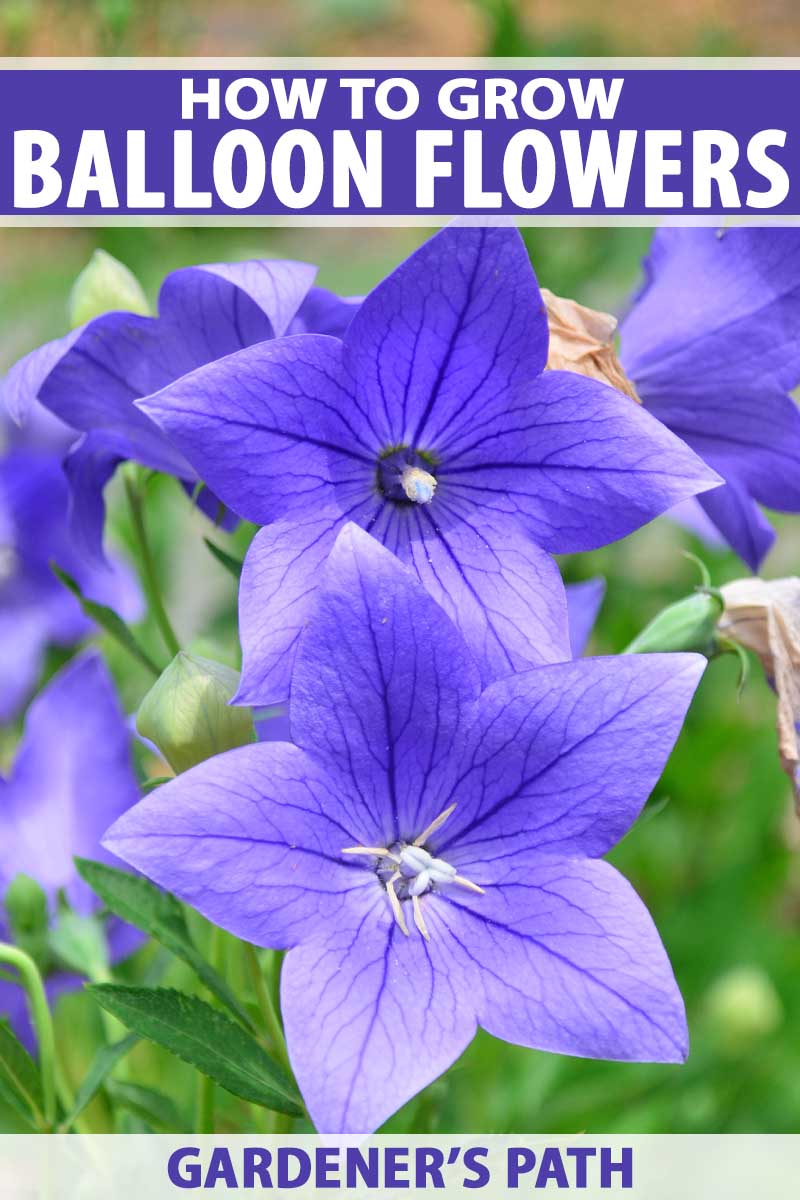 Close up of two blue-purple balloon flowers in bloom.