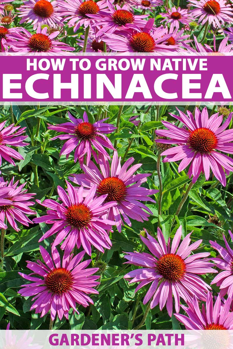 Guide To Growing Echinacea Or Coneflower Gardener S Path