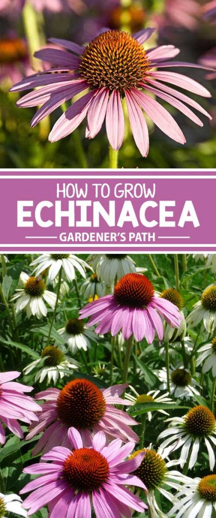 If you’d like to add a slice of Americana to your garden, consider echinacea, the plains native favored by American Indians for medicinal uses. Coneflowers come in purple as well as a whole range of eye-popping hues. Find out how easy they are to grow now at Gardener’s Path.