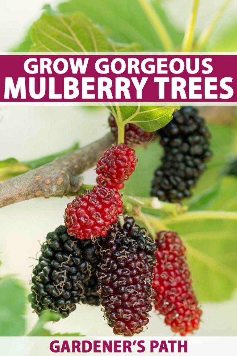 How to Grow Gorgeous Mulberry Trees | Gardener’s Path