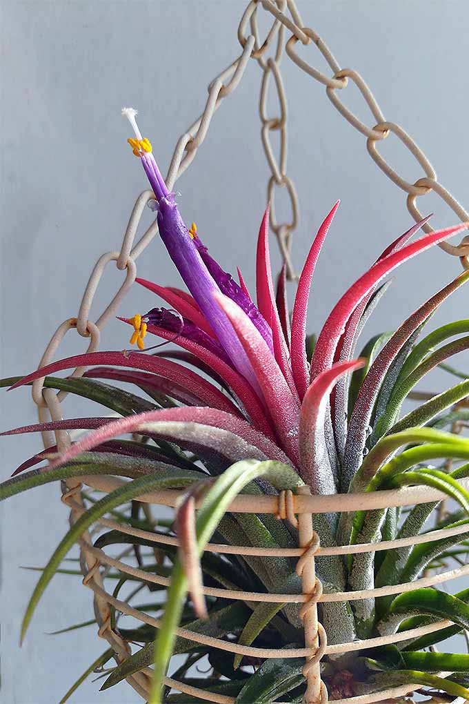 Love this pink and purple bloom? Learn all about the perfect, low maintenance houseplant: tillandsia! Read more: https://gardenerspath.com/how-to/indoor-gardening/tillandsia-air-plants/