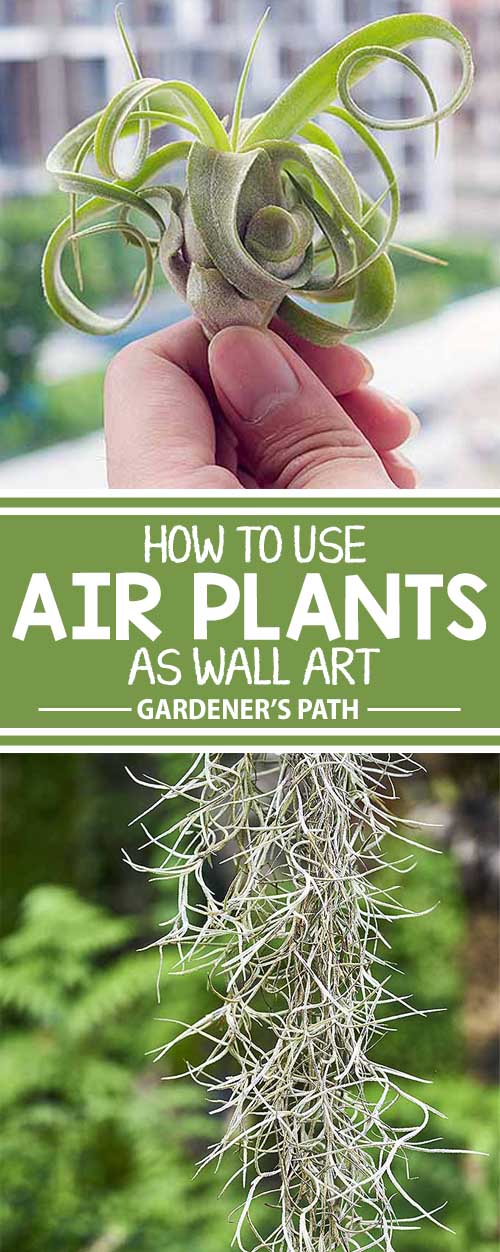 Grow Indoor Air Plants for Living Wall Art Gardener's Path