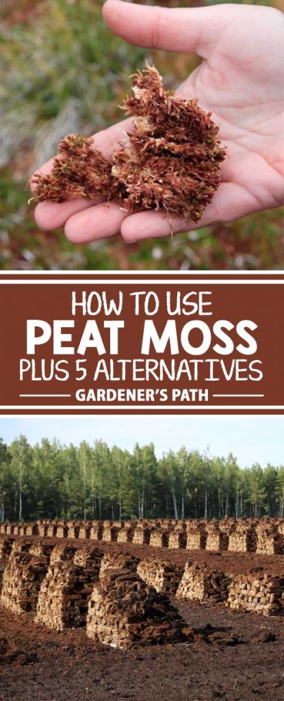 Should Gardeners Use Peat Moss? Plus 5 Alternatives | Gardener’s Path