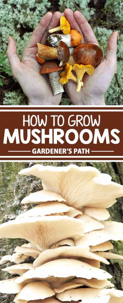 A collage of photos showing home grown mushrooms.