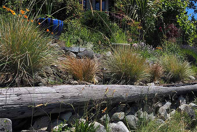 Ornamental grasses used to create borders and visually arresting focal points along a landscape timber retaining wall.