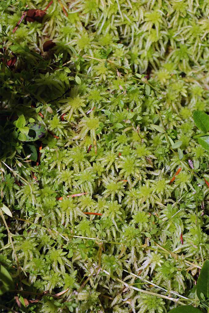 Green sphagnum moss.