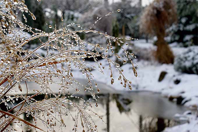 Ornamental grass covered in ice during the winter.