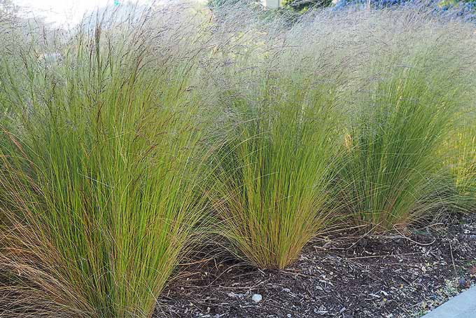 Ornamental grasses growing as an upright divergent shape as a border.