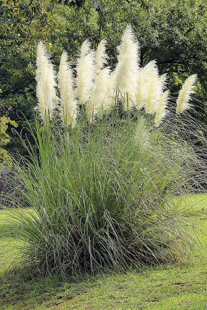 A cluster of pampas grass showing large white plumes of seed heads.
