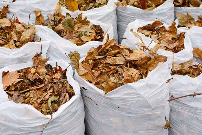 Tight shot showing several large white plastic trash bags holding many light brown leaves.