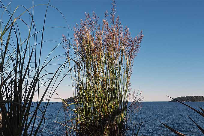 Ornamental grass growing as a stalks in an upright form. Pacific Northwest ocean in the background.