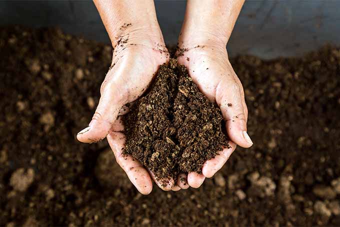 Peat moss can loosen up clumpy soil | GardenersPath.com