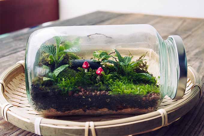 Learn how to create a mini landscape in a terrarium | GardenersPath.com