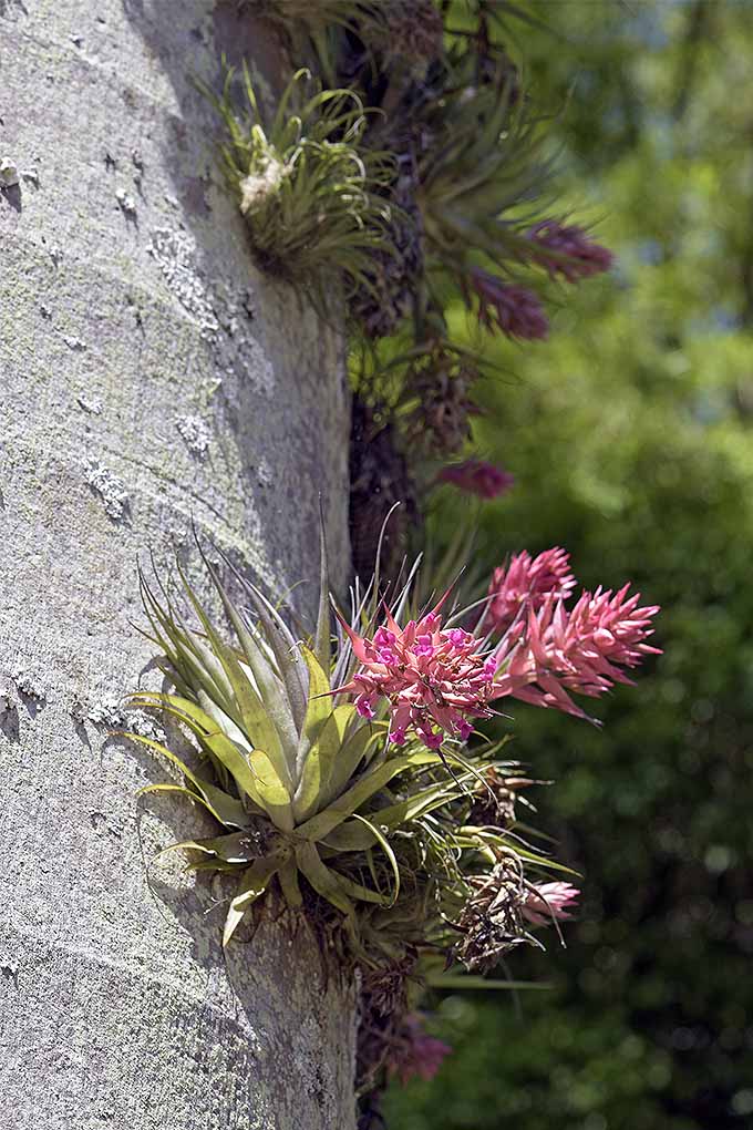 Did you know air plants are not parasites, but rather, they live in harmony with their hosts plants with very little need for water? This beauty is growing on a tree in Brazil. Learn more: https://gardenerspath.com/how-to/indoor-gardening/tillandsia-air-plants/