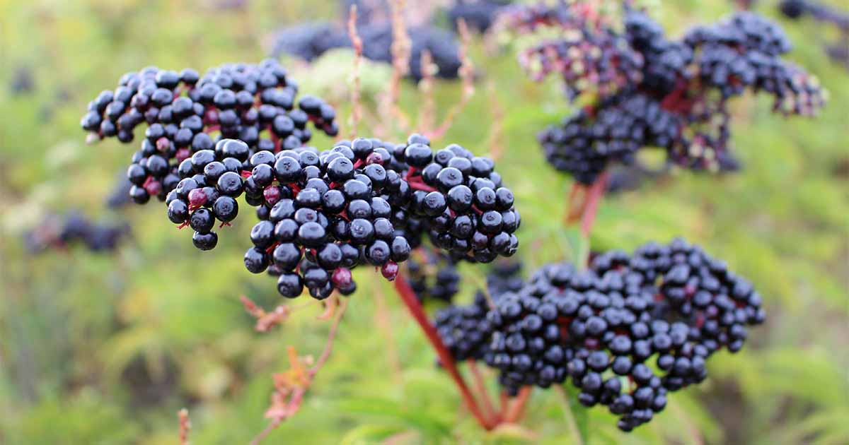 7 Top Elderberry Varieties to Grow in Your Backyard | Gardener's Path