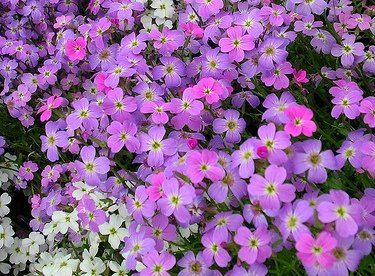 How to Grow Virginia Stock Flowers | Gardener’s Path