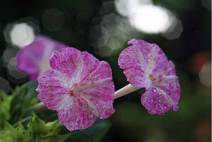 Plant four o'clock to add a vintage touch to your landscape | GardenersPath.com