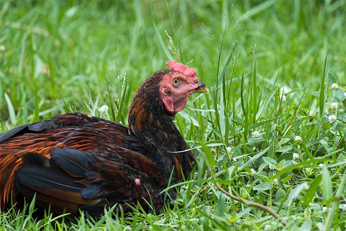 Give your chickens healthful scratch greens | GardenersPath.com