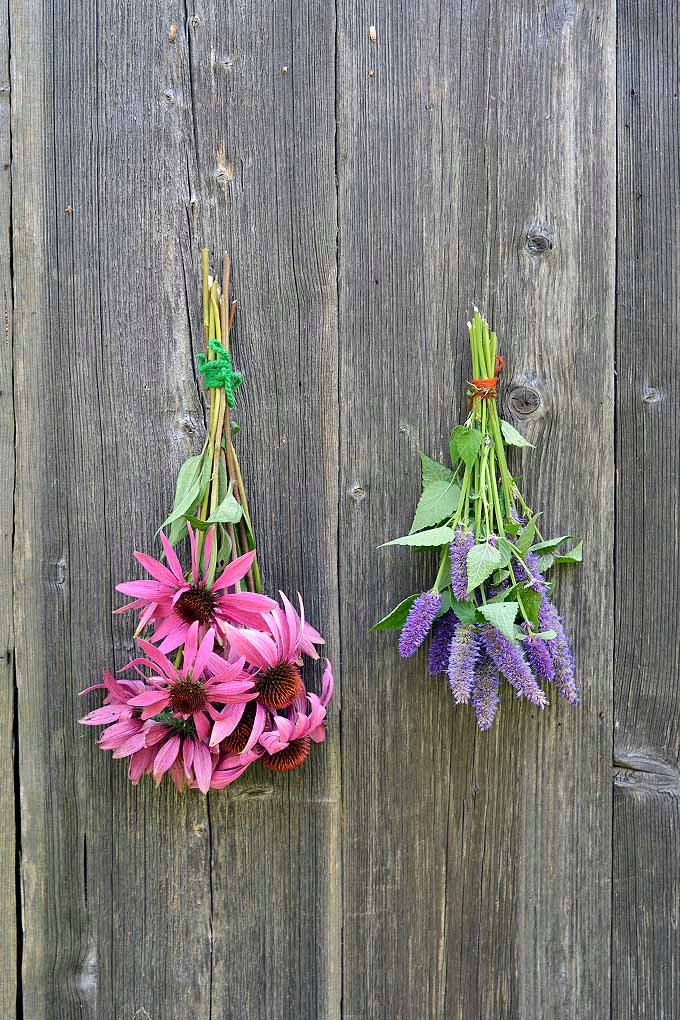 A vertical close up picture of a bunch of anise hyssop and coneflowers with their stems tied into a bunch, and hung upside down against a wooden fence to dry.