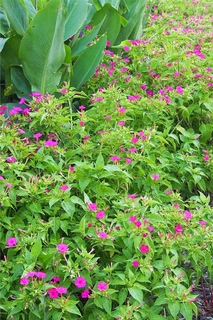 Pink "passalong" four o'clock flowers creating a ground cover in garden beds.