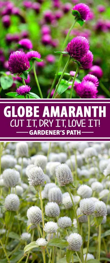 Looking for a good investment for your summer garden? Plant globe amaranth. Its clover-like flowers come in a range of attractive colors and bloom all summer long. And, they dry beautifully for floral arranging projects. Learn about this pretty and practical annual right here on Gardener’s Path.