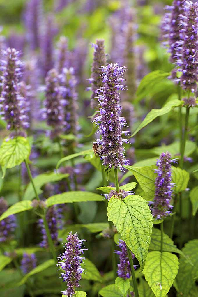 A vertical close up of the delicate, upright purple flowers of anise hyssop, growing in the garden, with light green foliage.