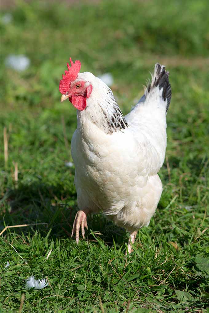 Get tips from chicken experts about how to grow green fodder and sprouts for your chickens year 'round: https://gardenerspath.com/how-to/animals-and-wildlife/grow-chicken-scratch-greens/