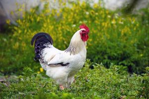 Learn how to grow greens especially tailored for your chickens | GardenersPath.com