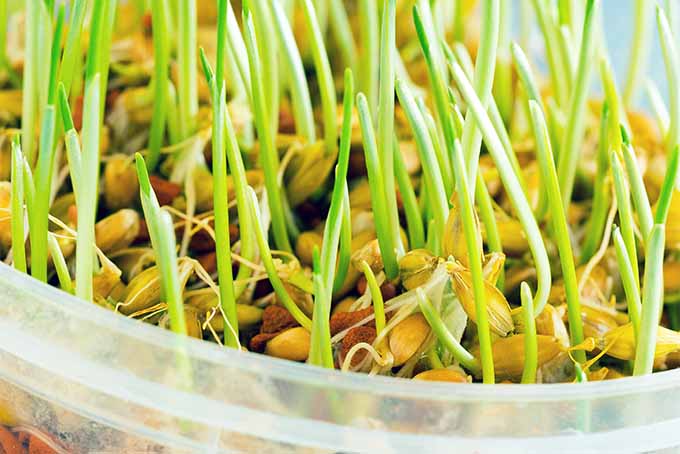 Grow sprouts for healthy and happy chickens | GardenersPath.com