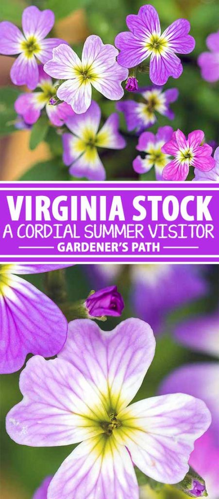 A collage of photos showing different views of Virginia Stock blooms and petals.