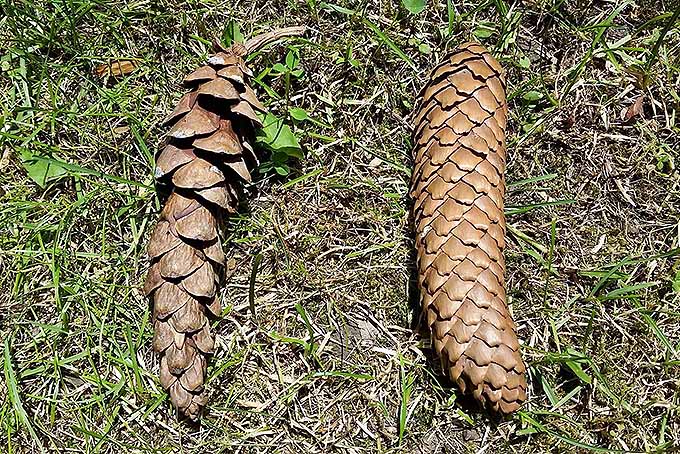 Comparing pine and spruce cones. | GardenersPath.com