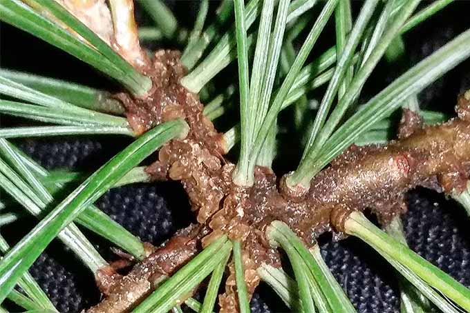 Closeup pine needles. | GardenersPath.com