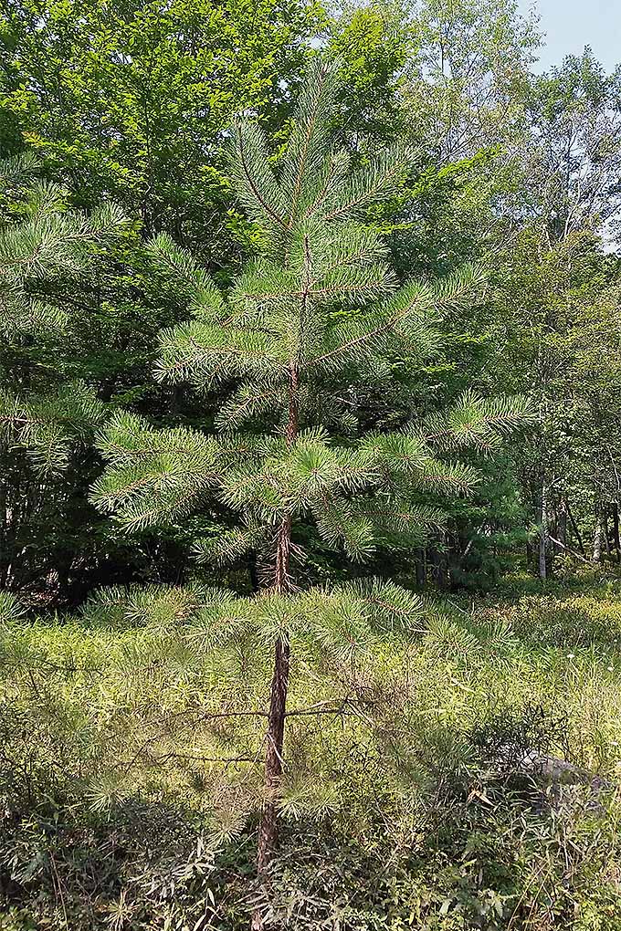 Can you differentiate a pine from a spruce? Our handy guide can help: https://gardenerspath.com/plants/landscape-trees/identifying-conifers/