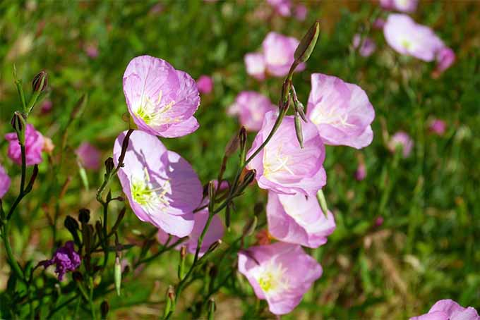 Evening primrose is beautiful and medicinal | GardenersPath.com