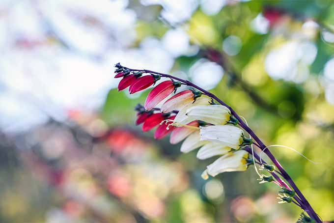 A close up of a branch of firecracker vine with red and white flowers pictured in light sunshine on a soft focus background.