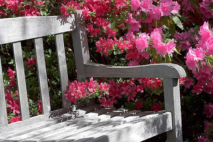 Best Benches for Enjoying a Fresh Garden Review | GardenersPath.com