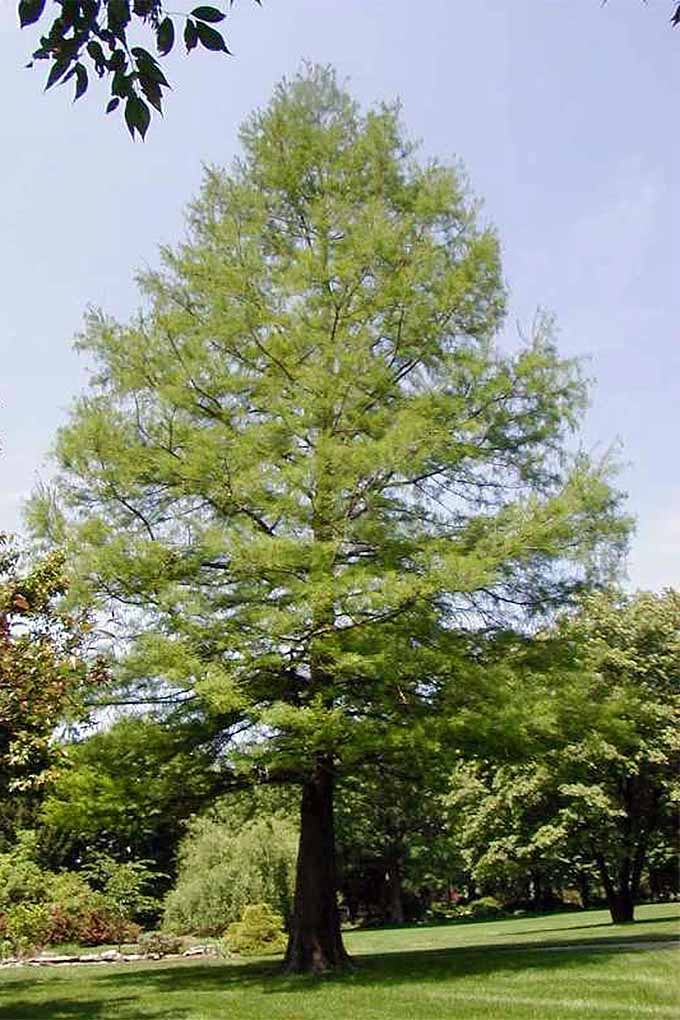 This tall cypress is such a beautiful specimen. We share the details of growing this and more of our favorite fast-growing shade trees on Gardener's Path. Read more now or Pin It for later: https://gardenerspath.com/plants/landscape-trees/how-use-to-cool-your-home/