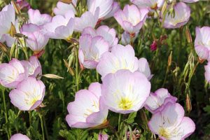 Evening primrose plants are especially attractive in groupings | GardenersPath.com