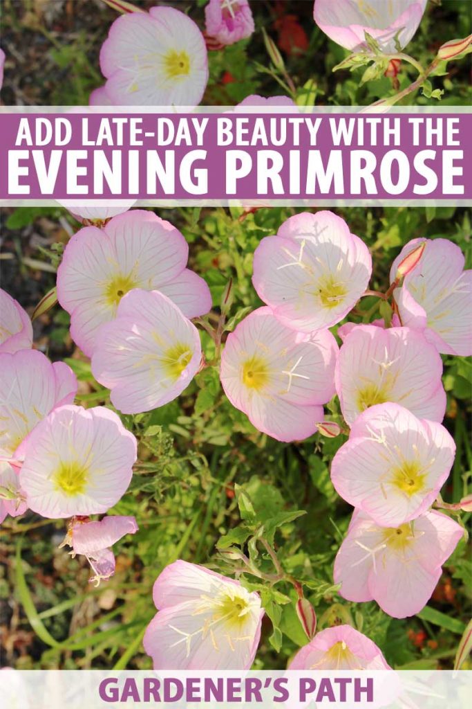 Close up of a planting of light pink and white evening primroses.