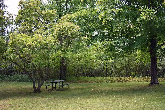 A few of our favorite shade trees | GardenersPath.com