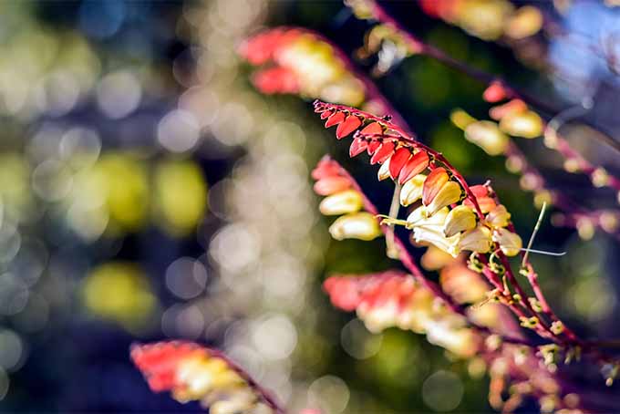 A close up of the red and white flowers of firecracker vine growing in the garden pictured in filtered sunshine on a soft focus background. 