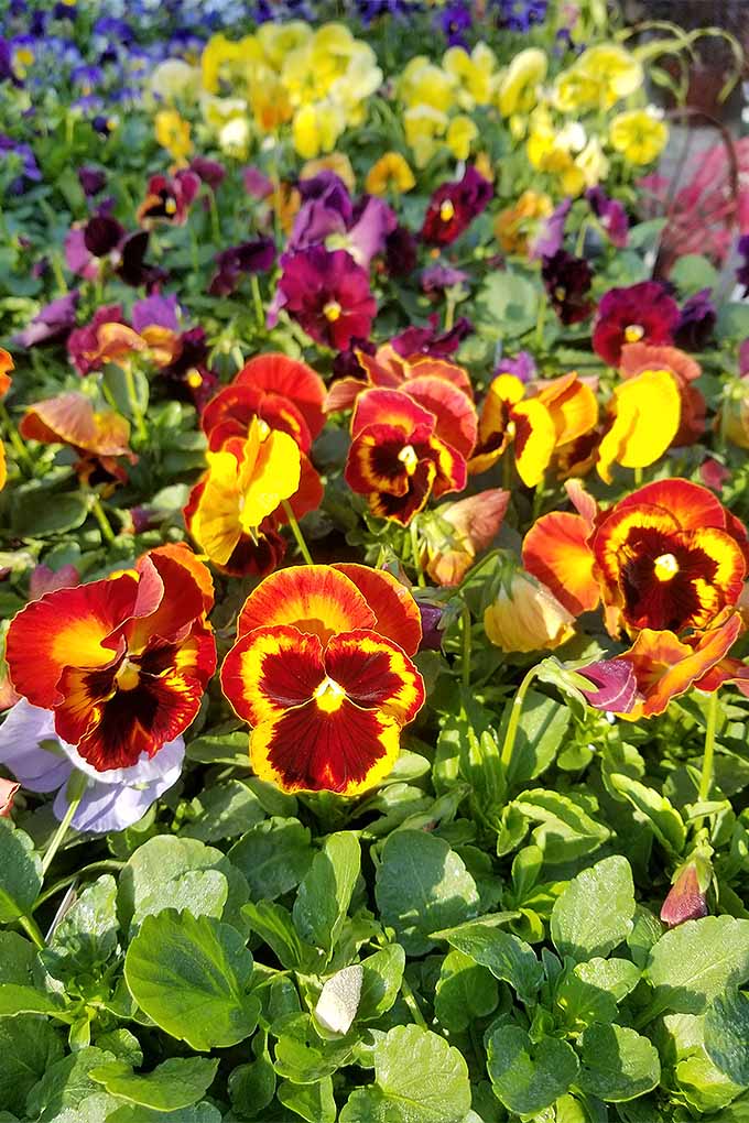 Want to add three-season color to your garden, in just about any color of the rainbow? Pansies are the flower for you! We share our tips for cultivation: https://gardenerspath.com/plants/flowers/grow-pansies/