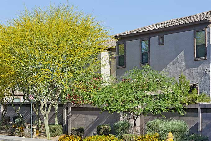 Grow These Trees Fast for Added Shade on Your Property | GardenersPath.com