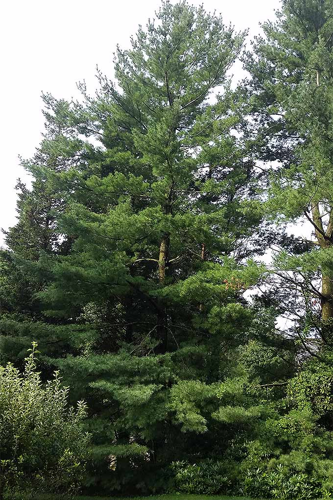 White pine is an excellent quick-growing tree to add to the landscape. Check out more of our recommendations on Gardener's Path: https://gardenerspath.com/plants/landscape-trees/how-use-to-cool-your-home/