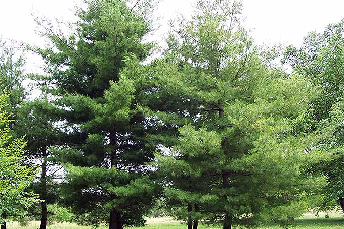 Eastern White Pine Tree (Pinus strobus) | GardenersPath.com