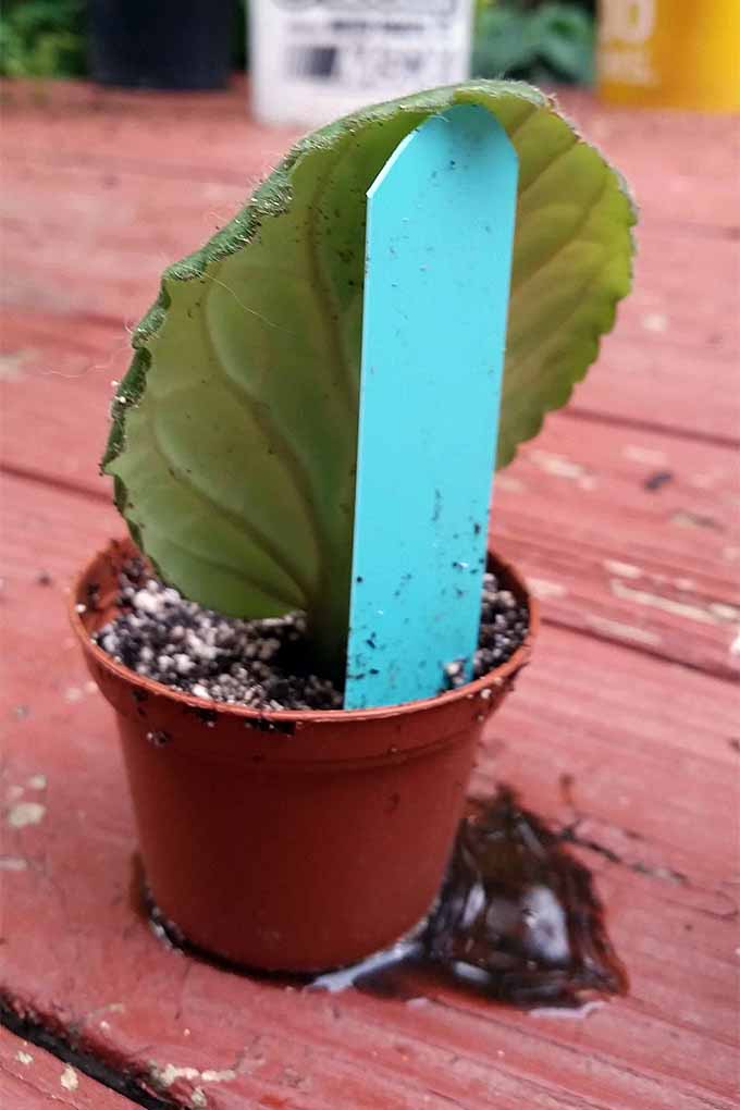 African violet leaf in a small orange plastic pot filled with rooting medium.