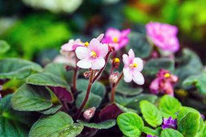 How to Propagate African Violets from Leaf Cuttings