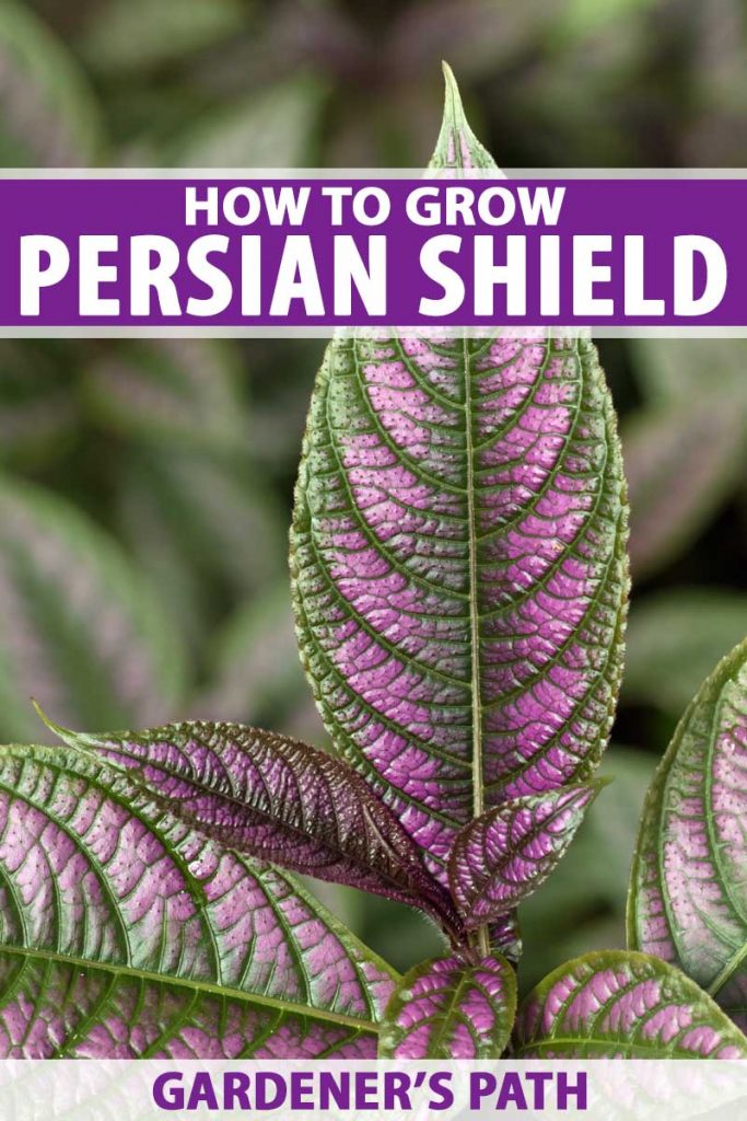 Close of the purple and green leaves of Strobilanthes dyerianus or Persian shield.