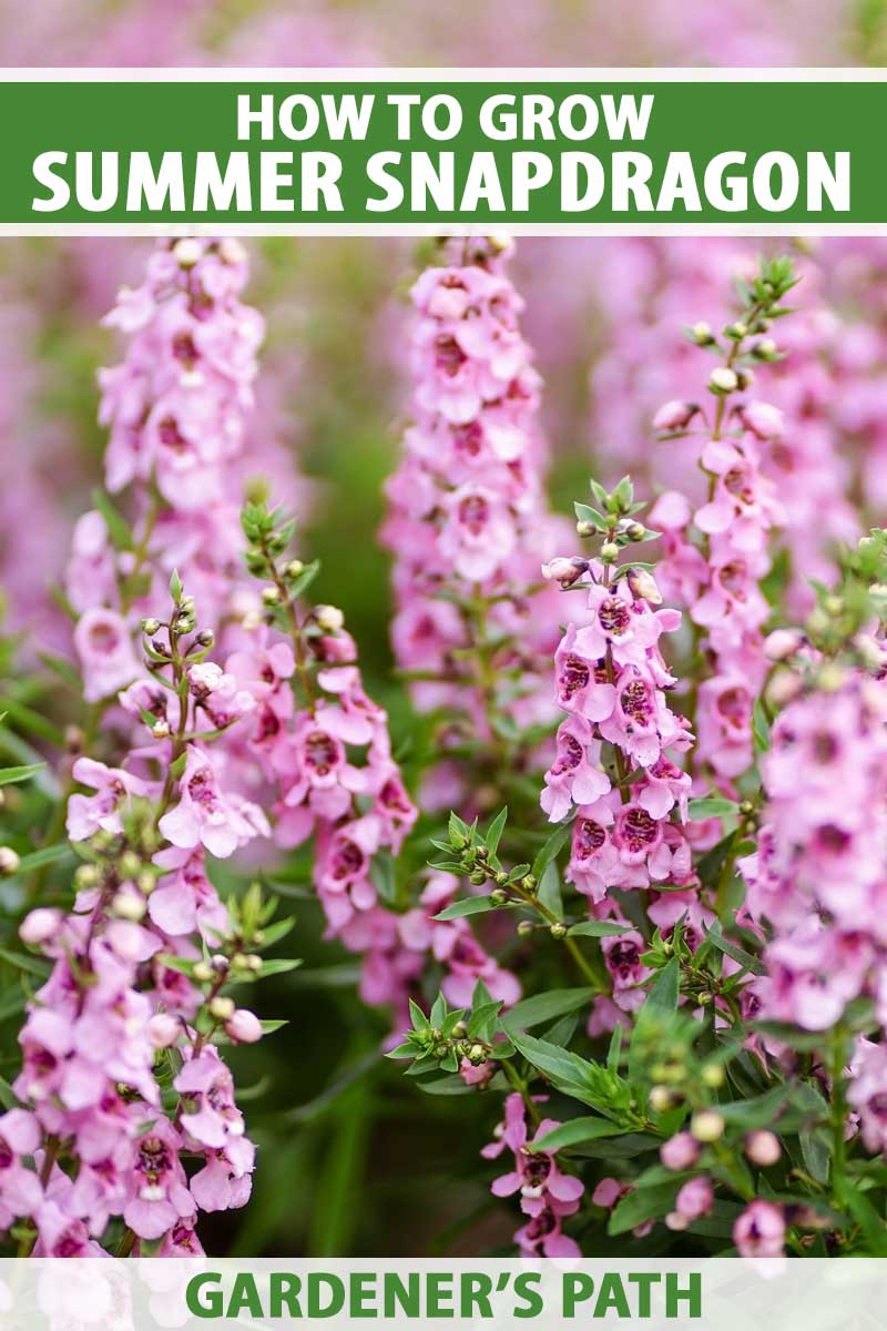 Pink blooming summer snapdragon plants growing in a flower bed.